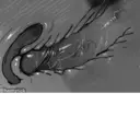 Կպչուն պիտակ